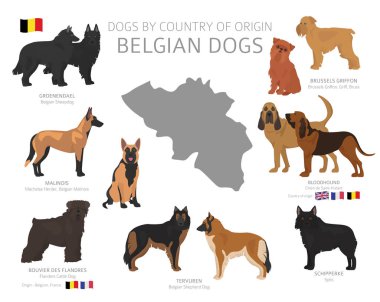 Menşe ülkeye göre köpekler. Belçika köpek ırkları. Çobanlar, av