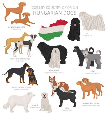Menşe ülkeye göre köpekler. Macar köpek ırkları. Çobanlar, av