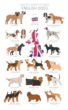 Dogs by country of origin. English dog breeds. Shepherds, huntin clipart