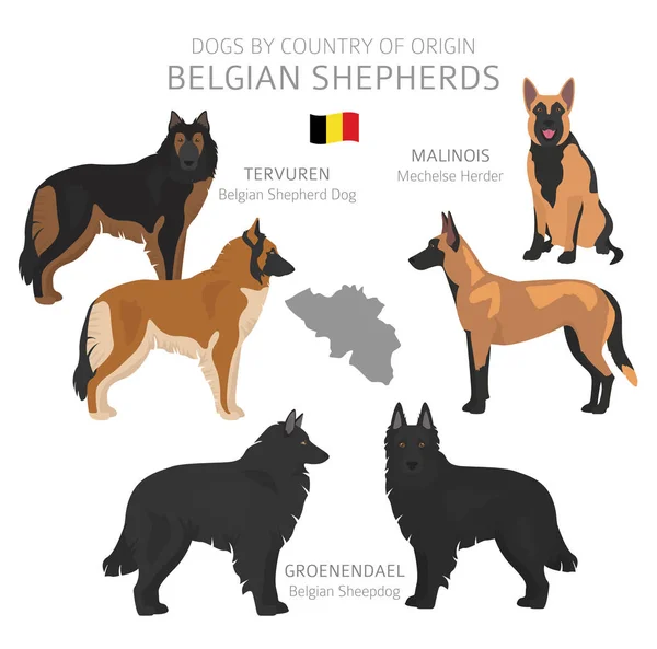 Σκύλοι ανά χώρα προέλευσης. Βέλγικες φυλές σκύλων. Βοσκοί, χαντίν. — Διανυσματικό Αρχείο