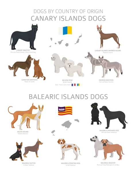 Perros por país de origen. Canarios y Baleares raza de perro — Vector de stock