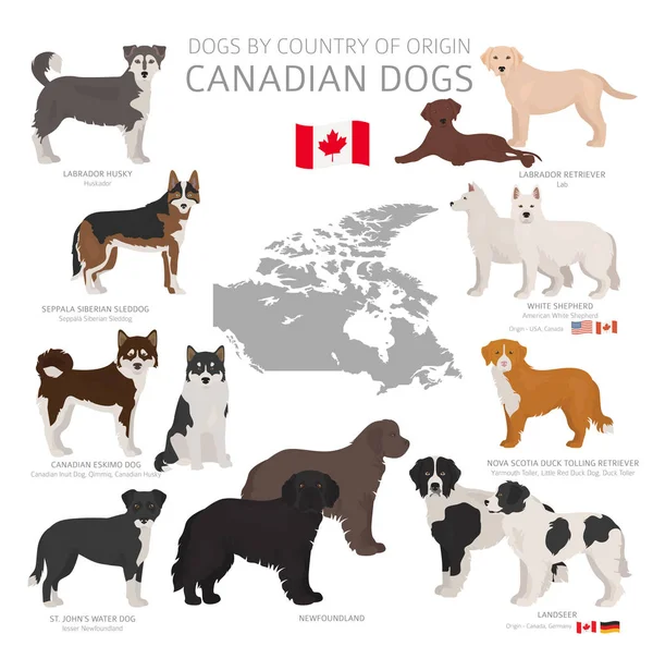 Cães por país de origem. Raças canadianas. Pastores, hunti — Vetor de Stock