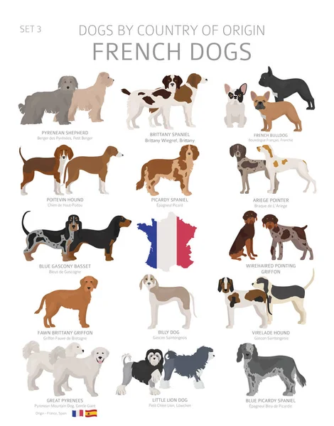 Perros por país de origen. Razas de perros franceses. Pastores, caza — Vector de stock