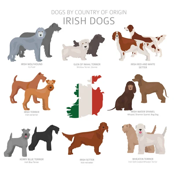 Kutyák származási ország szerint. Ír kutya tenyészt. Pásztorok, vadászat, — Stock Vector