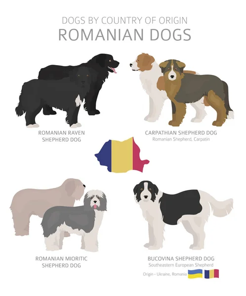Psy według kraju pochodzenia. Rasy psów rumuńskich. Pasterze, zimn — Wektor stockowy