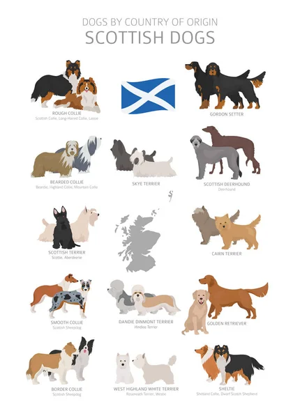 Perros por país de origen. Razas de perros escoceses. Pastores, hunti — Vector de stock