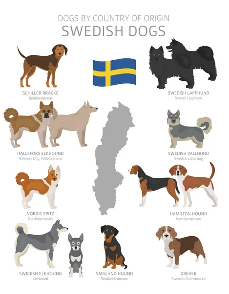 Perros por país de origen. Suecia razas de perros. Pastores, caza — Vector de stock