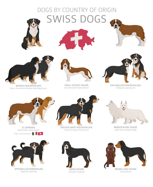 Hunde nach Herkunftsland. Schweizer Hunderassen. Hirten, Jagd, — Stockvektor