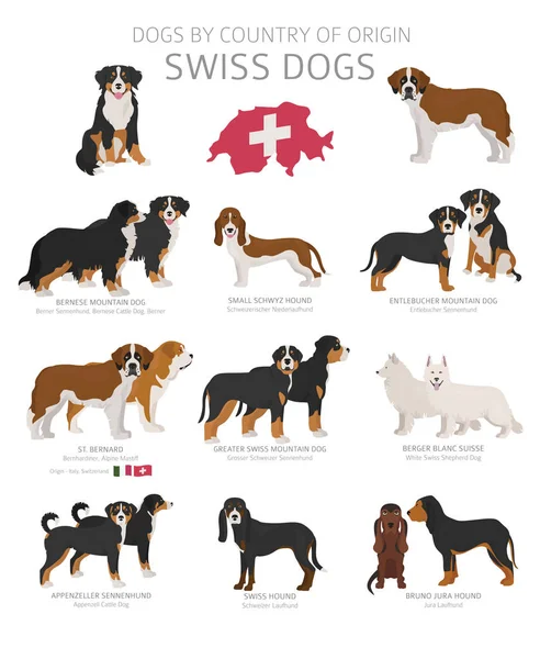 Perros por país de origen. Razas de perros suizos. Pastores, caza , — Vector de stock