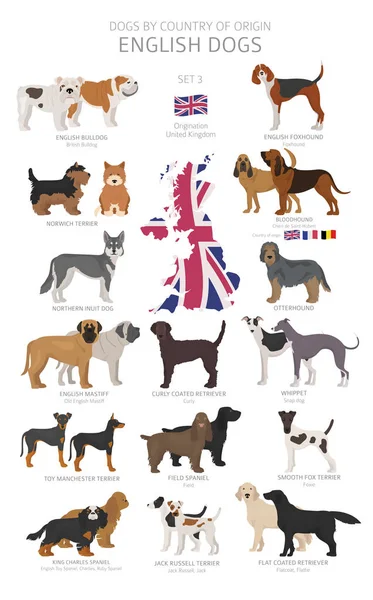 Dogs by country of origin. English dog breeds. Shepherds, huntin — Stock Vector