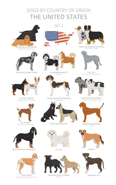 Dogs by country of origin. Dog breeds from the United states of — Stock Vector