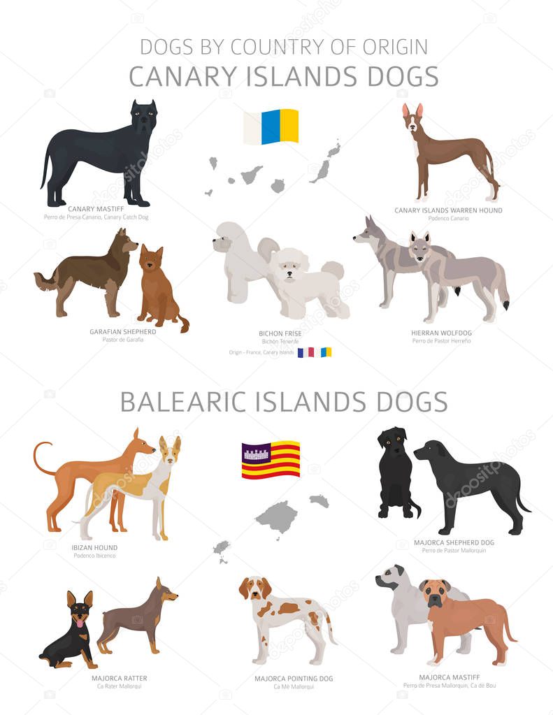 Dogs by country of origin. Canary and Balearic islands dog breed
