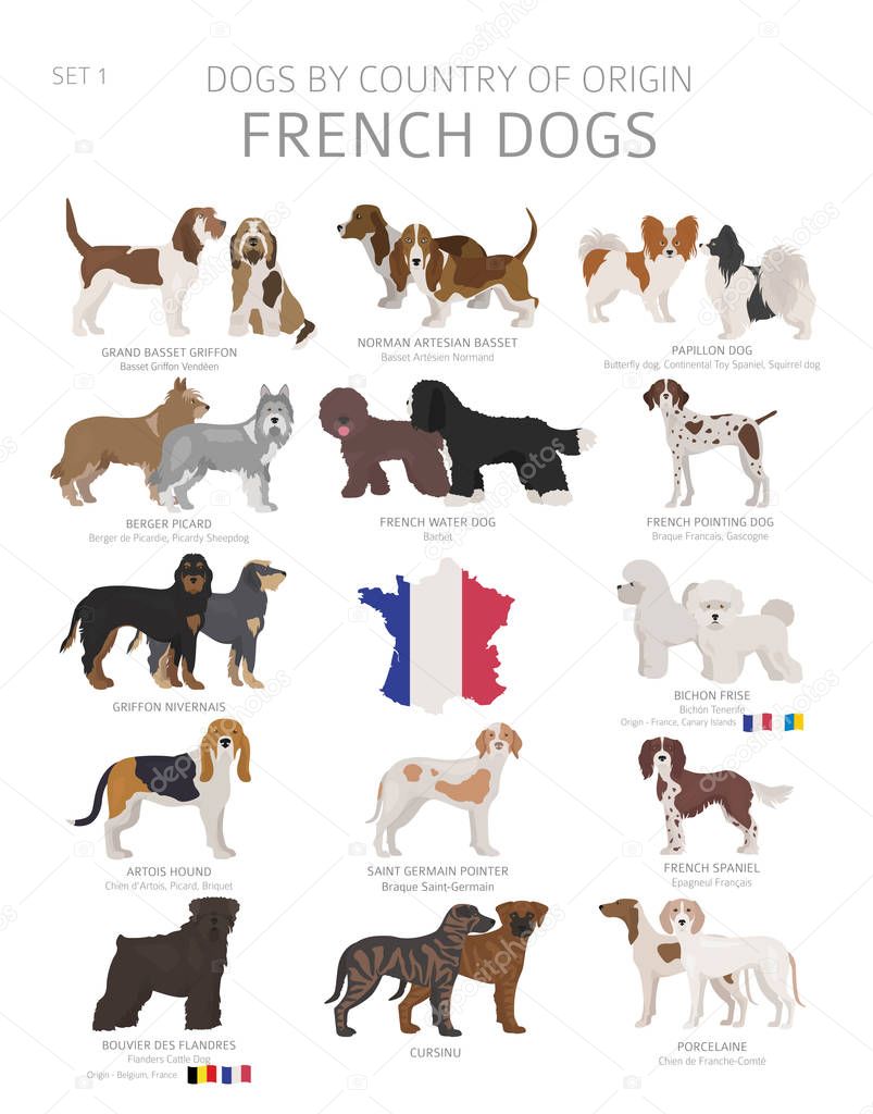 Dogs by country of origin. French dog breeds. Shepherds, hunting