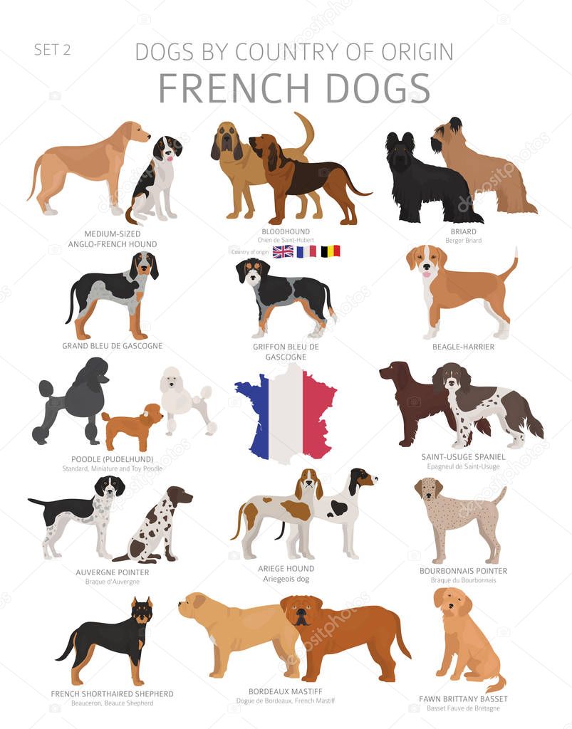 Dogs by country of origin. French dog breeds. Shepherds, hunting