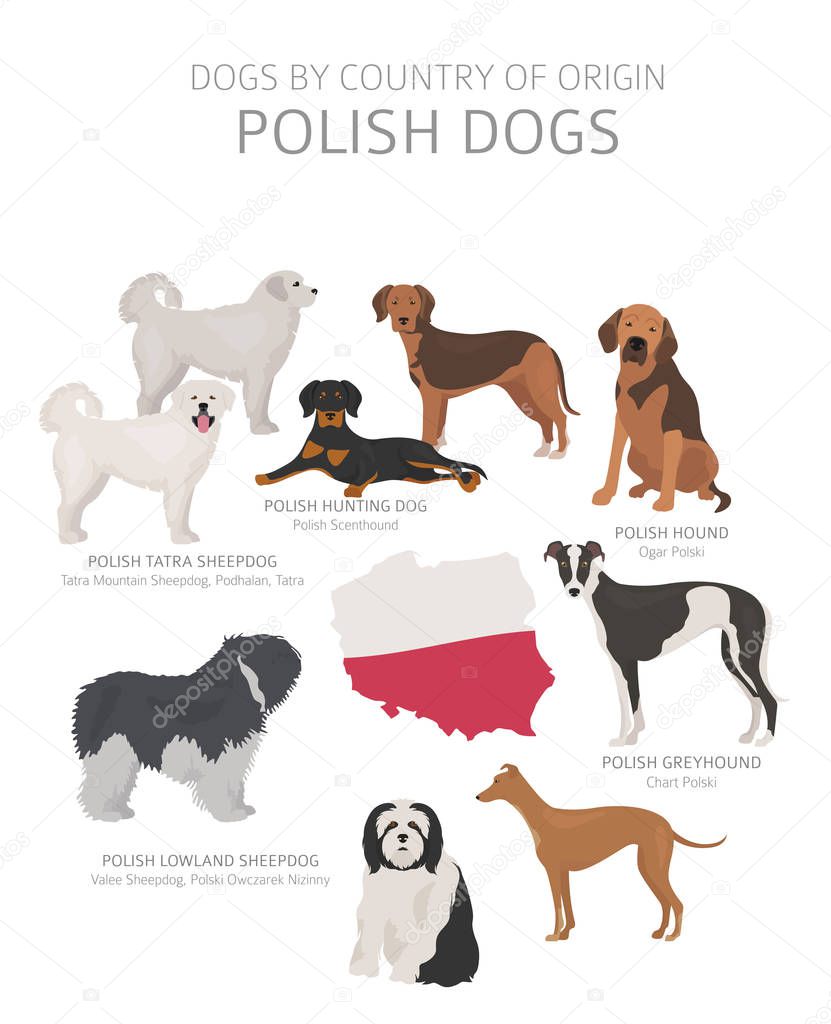 Dogs by country of origin. Polish dog breeds. Shepherds, hunting