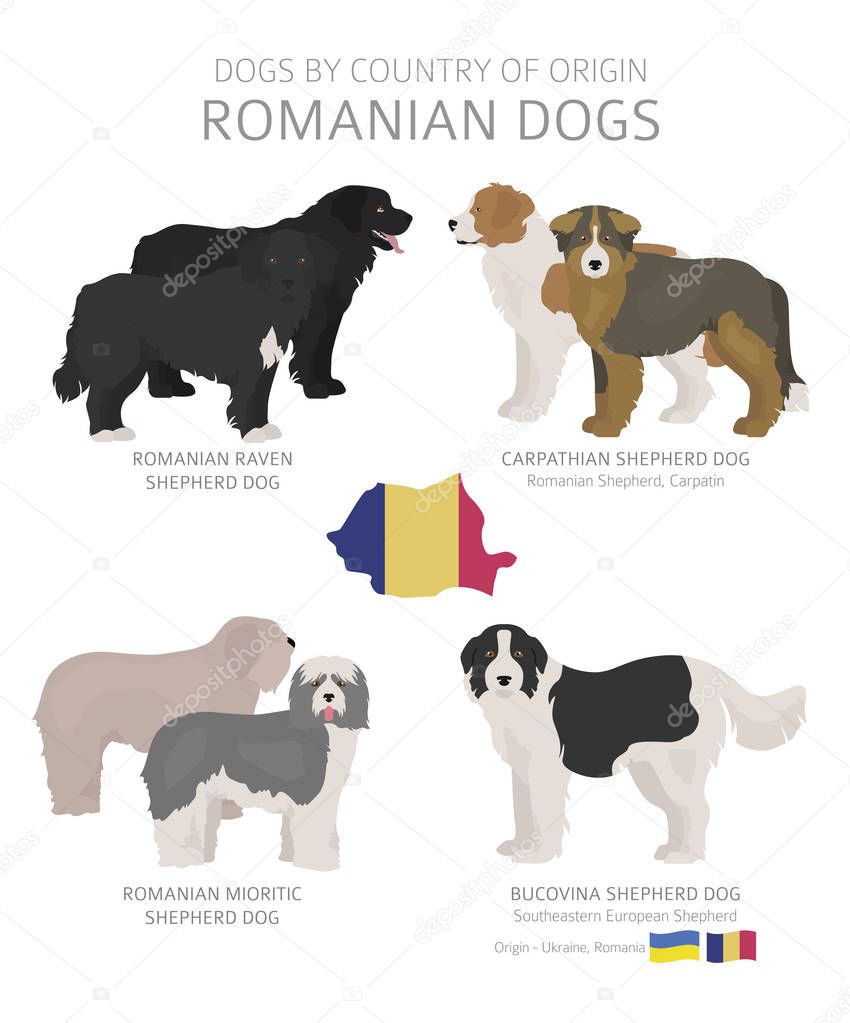 Dogs by country of origin. Romanian dog breeds. Shepherds, hunti