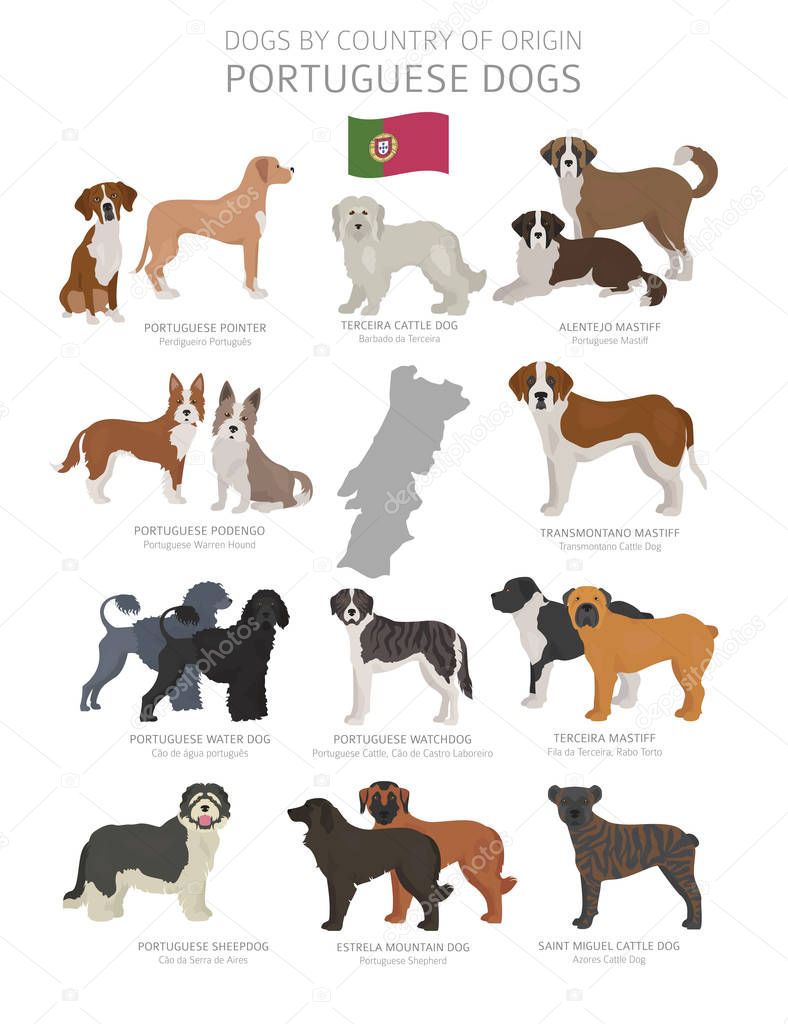 Dogs by country of origin. Portugal dog breeds. Shepherds, hunti