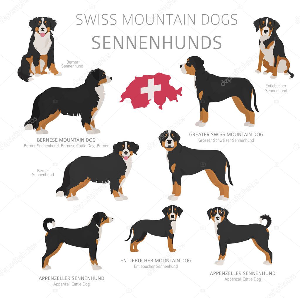 Dogs by country of origin. Swiss dog breeds. Shepherds, hunting,