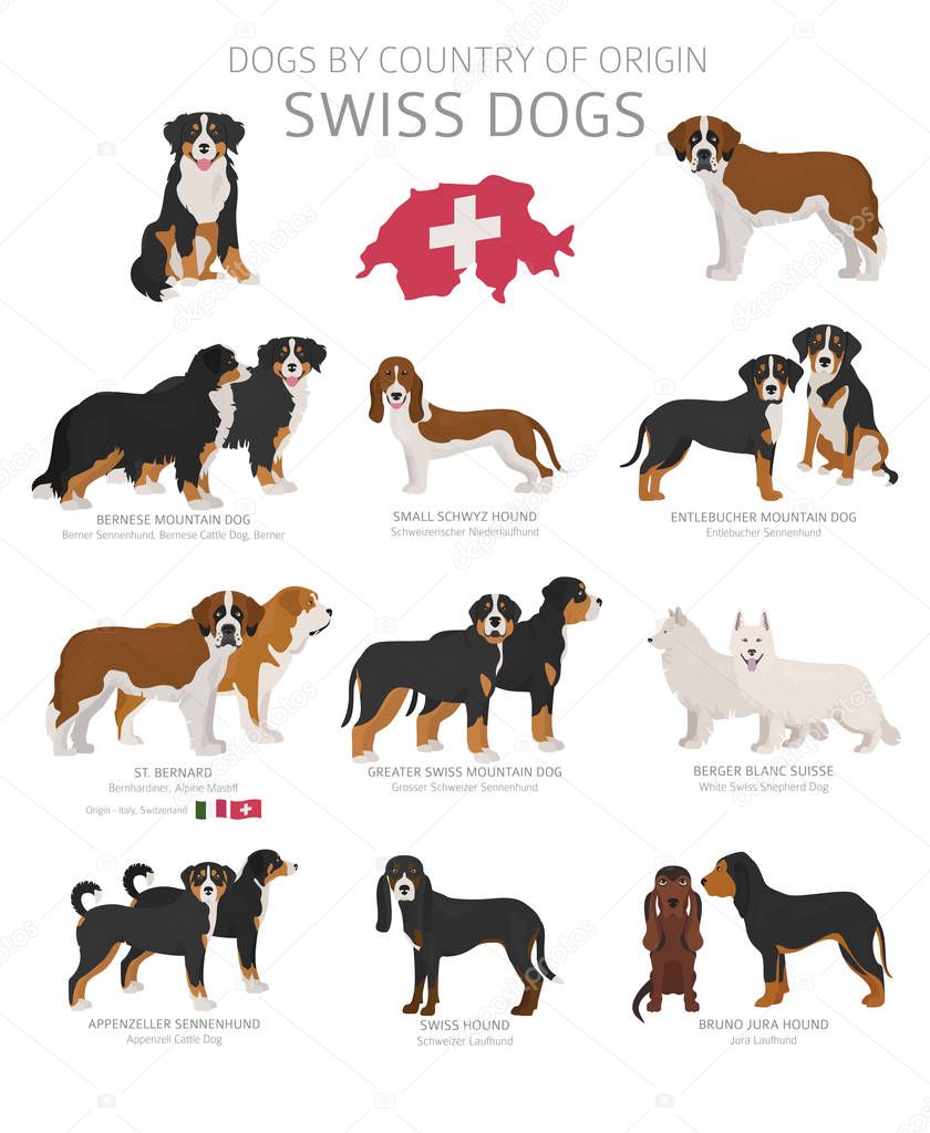 Dogs By Country Of Origin Swiss Dog Breeds Shepherds Hunting Herding Toy Working And Service Dogs Set Vector Illustration Premium Vector In Adobe Illustrator Ai Ai Format Encapsulated Postscript
