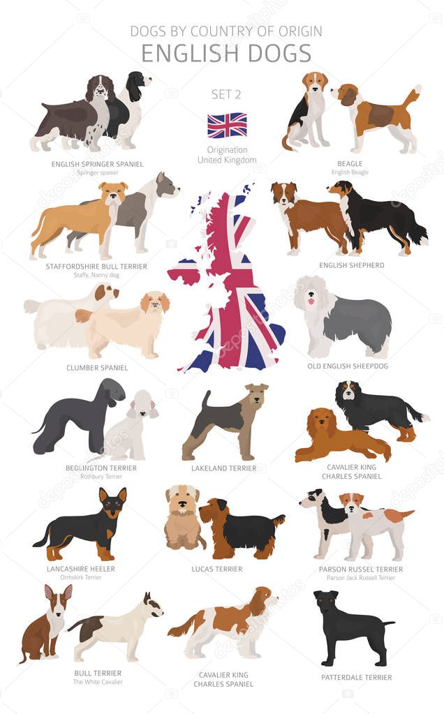 Dogs by country of origin. English dog breeds. Shepherds, huntin