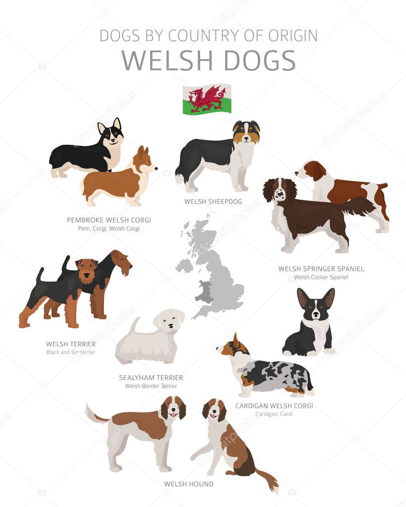 Dogs by country of origin. Welsh dog breeds. Shepherds, hunting,