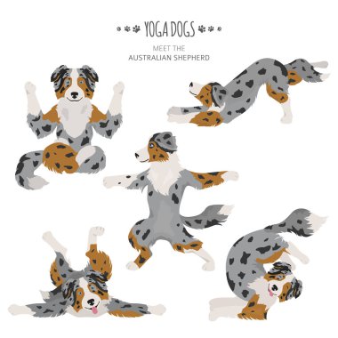 Yoga dogs poses and exercises. Australian shepherd clipart