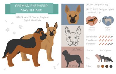 Tasarımcı köpekler, crossbreed, hibrid mix pooches toplama izole