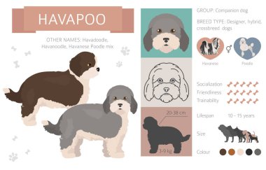 Tasarımcı, crossbreed, hibrid mix köpek koleksiyonu whi izole