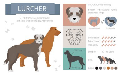 Designer dogs, crossbreed, hybrid mix pooches collection isolate clipart