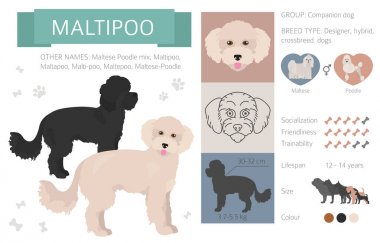 Tasarımcı köpekler, crossbreed, hibrid mix pooches toplama izole