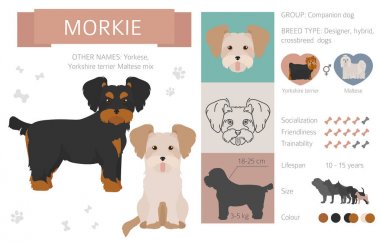 Tasarımcı, crossbreed, hibrid mix köpek koleksiyonu whi izole