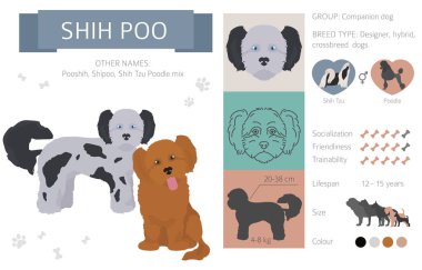 Tasarımcı köpekler, crossbreed, hibrid mix pooches toplama izole