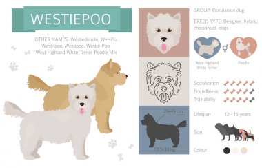 Tasarımcı köpekler, crossbreed, hibrid mix pooches toplama izole