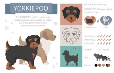 Tasarımcı köpekler, crossbreed, hibrid mix pooches toplama izole