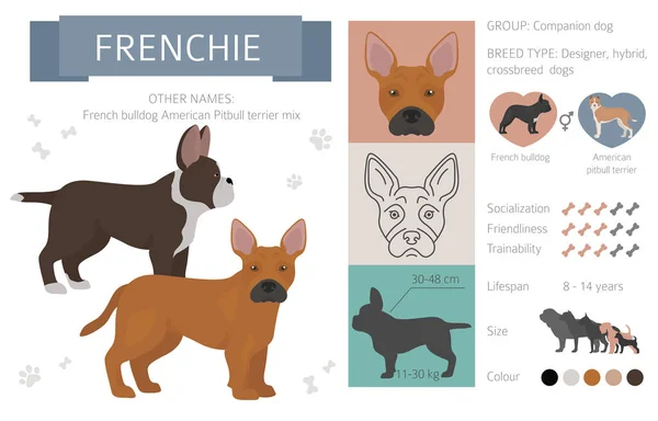 Chiens concepteurs, métis, hybrides mélange poches collection isoler — Image vectorielle