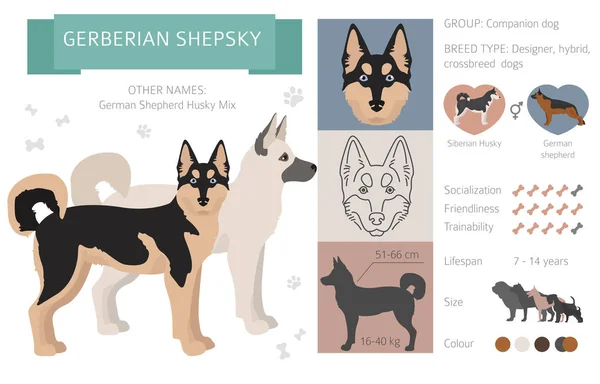 Ontwerper, crossbreed, hybride mix honden collectie geïsoleerd op WHI — Stockvector