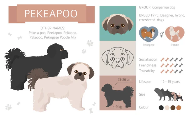 Diseñador perros, mestizo, híbrido mezcla pooches colección aislar — Vector de stock