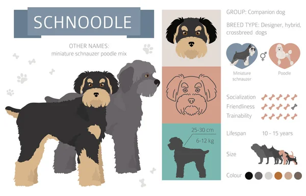 Designer kutyák, keresztfajta, hibrid mix pooches gyűjtemény izolátum — Stock Vector