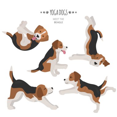 Yoga köpekleri poz verir ve egzersiz yapar. Beagle Clipart