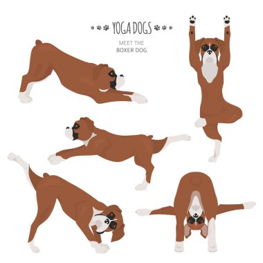 Yoga köpekleri poz verir ve egzersiz yapar. Boksör köpeği kırpması
