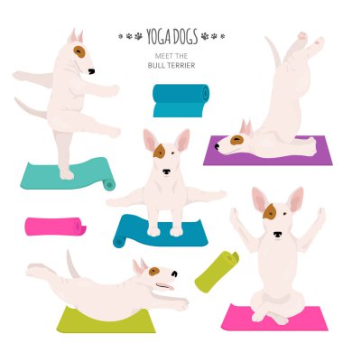 Yoga köpekleri poz verir ve egzersiz yapar. Boğa Teriyeri tırmanışı