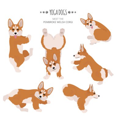 Yoga köpekleri poz verir ve egzersiz yapar. Galce corgi pembroke clipart