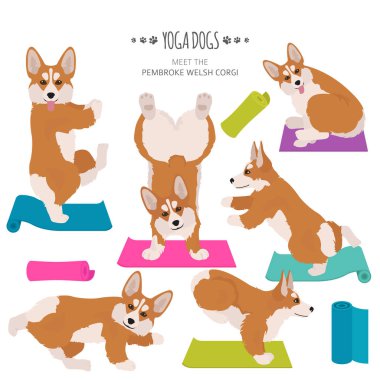 Yoga köpekleri poz verir ve egzersiz yapar. Galce corgi pembroke clipart