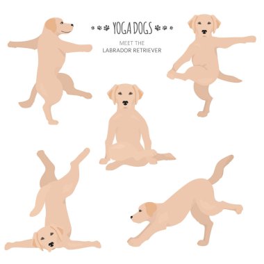 Yoga köpekleri poz verir ve egzersiz yapar. Labrador Retriever Clipart