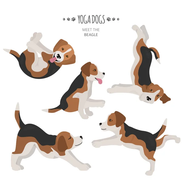 Perros de yoga poses y ejercicios. Clipart de Beagle — Vector de stock