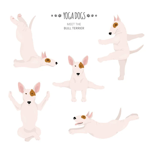 Perros de yoga poses y ejercicios. Toro terrier clipart — Vector de stock