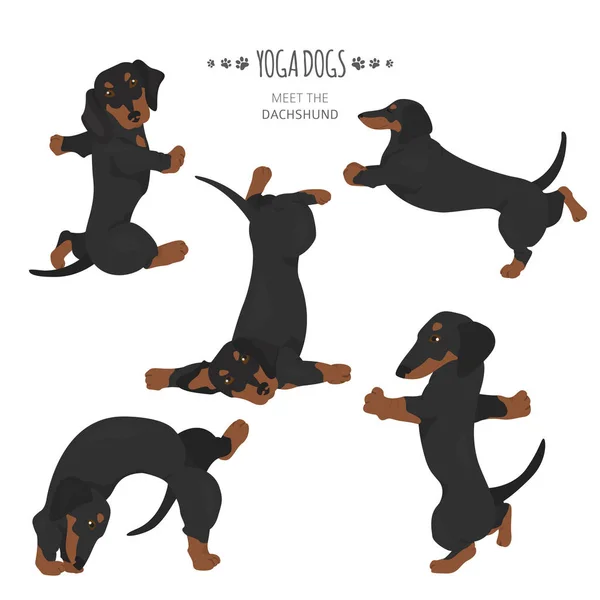 Yoga dogs poses and exercises. Dachshund clipart — 스톡 벡터