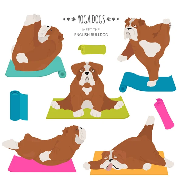 Yoga cani pose ed esercizi. Bulldog Clipart inglese. Vettore i — Vettoriale Stock