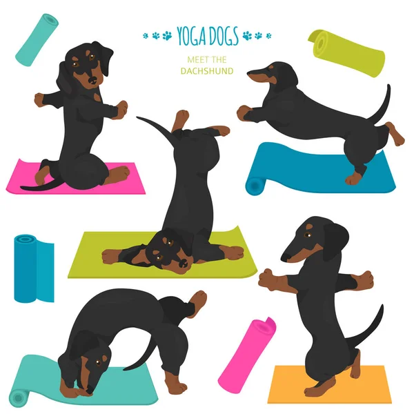 Yoga köpekleri poz verir ve egzersiz yapar. Dachshund clipart — Stok Vektör