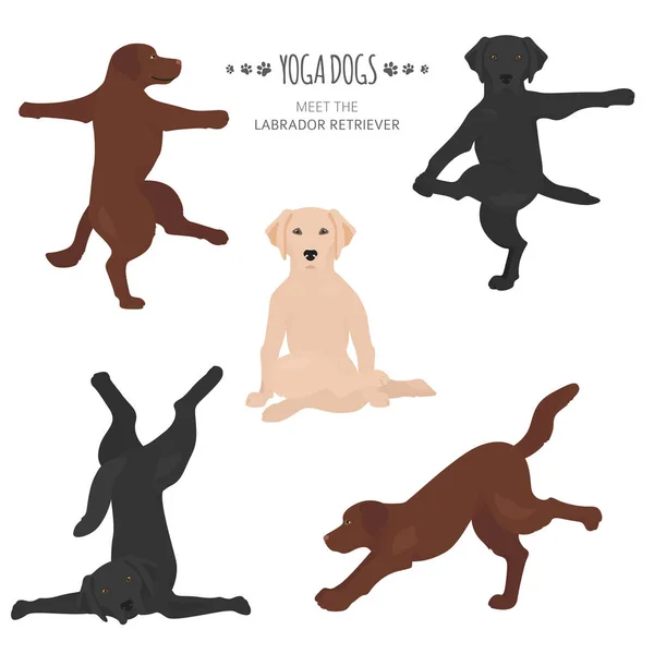 Cães de ioga poses e exercícios. Labrador retriever clipart — Vetor de Stock